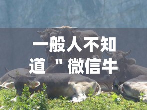 一般人不知道 ＂微信牛牛群有透视挂吗”作弊挂(辅助外挂+