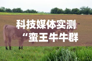 科技媒体实测“蛮王牛牛群有挂吗	”(最新透视辅助上线)